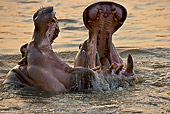 AFW 01 WF0020 01
Close-Up Of Two Hippopotamus Fighting In River At Dusk