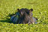 AFW 01 WF0023 01
Close-Up Of Hippopotamus Swimming In River Among Water Hyacinths