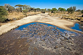 AFW 01 WF0024 01
Group Of Hippopotamus Resting In Pool Of Water