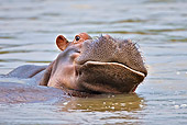 AFW 01 WF0026 01
Head Shot Of Hippopotamus Looking Over Back Of Another In River