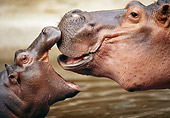 AFW 01 WF0029 01
Close-Up Of Mother And Young Hippopotamus Kissing
