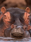 AFW 01 DB0001 01
Hippo Mother With Young In Water