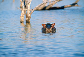 AFW 01 DS0001 01
Hippopotamus Peeking Out Of Water