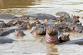 AFW 01 NE0002 01
Herd of Hippopotamuses Cooling Off In Water Kenya