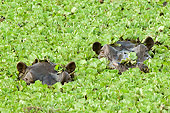 AFW 01 NE0003 01
Two Hippopotamuses Peering Above Water Covered In Plants Kenya