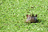 AFW 01 NE0004 01
Hippopotamus Peering Above Water Covered In Plants Kenya Wide Angle