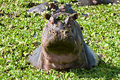 AFW 01 NE0005 01
Hippopotamus With Head Above Water Covered In Plants Kenya