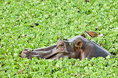 AFW 01 NE0006 01
Hippopotamus Peering Above Water With Bird On Head Covered In Plants Kenya