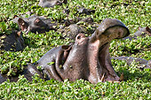 AFW 01 NE0007 01
Hippopotamus Yawning Above Water Covered In Plants Other Hippos In Background Kenya