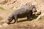 AFW 01 NE0009 01
Two Hippopotamus Standing At Edge Of Watering Hole Kenya