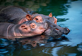 AFW 01 RK0021 24
Mother And Baby Hippo Together In Water