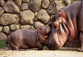 AFW 01 RK0027 05
Mother And Baby Hippo