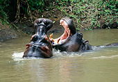 AFW 01 RW0001 01
Two Hippopotamuses Sparring In Water Kenya