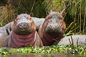 AFW 01 RW0002 01
Two Hippopotamuses Standing In Water Facing Camera Kenya