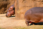 AFW 01 TL0001 01
Two Hippopotamus