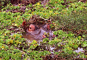 AFW 01 TL0004 01
Head Shot Of Hippopotamus In Water