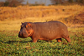 AFW 01 TL0006 01
Profile Of Hippopotamus