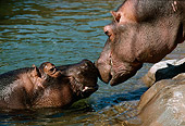 AFW 01 TL0008 01
Head Shot Of Two Hippopotamuses Touching Noses By Water