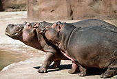 AFW 01 TL0010 01
Hippopotamus Nuzzling Other Hippo
