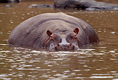 AFW 01 TL0011 01
Hippopotamus Facing Camera Resting In Water