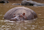 AFW 01 TL0011 02
Hippopotamus Facing Camera Resting In Water