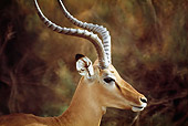 AFW 02 BA0001 01
Head Shot Of Male Impala