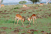AFW 02 BA0002 01
Two Male Impala Standing On Savanna Fighting