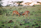 AFW 02 BA0003 01
Two Male Impala Standing On Savanna Fighting At Dusk