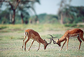 AFW 02 BA0004 01
Two Male Impala Standing On Savanna Fighting