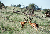 AFW 02 BA0005 01
Two Male Impala Standing On Savanna Face To Face