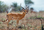 AFW 02 BA0006 01
Male Impala Standing On Savanna Profile