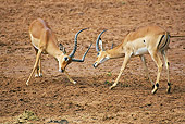 AFW 02 GL0001 01
Two Impala Males Fighting In Dirt Kenya