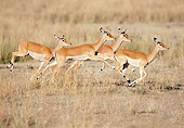 AFW 02 GL0002 01
Impala Does Running Through Grassland Kenya