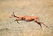 AFW 02 GL0003 01
Impala Doe Running Through Grassland Kenya