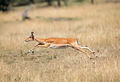 AFW 02 GL0004 01
Impala Doe Running Through Grassland Kenya