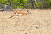 AFW 02 HP0001 01
Two Impalas Running Through Savanna Kruger National Park, South Africa