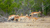 AFW 02 HP0002 01
Herd Of Impalas Running Through Savanna Kruger National Park, South Africa