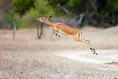 AFW 02 HP0003 01
Young Impala Leaping Through Savanna Kruger National Park, South Africa