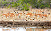 AFW 02 HP0004 01
Herd Of Impalas Grazing Near Watering Hole Kruger National Park, South Africa