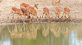 AFW 02 HP0005 01
Herd Of Impalas Drinking From Watering Hole Kruger National Park, South Africa