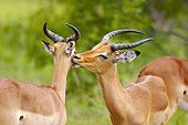 AFW 02 HP0006 01
Impala Licking Another's Face Kruger National Park, South Africa