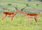 AFW 02 HP0007 01
Two Impalas Standing Face To Face Kruger National Park, South Africa
