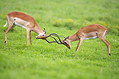 AFW 02 HP0008 01
Two Young Impalas Fighting On Grass Kruger National Park, South Africa