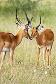 AFW 02 MC0001 01
Portrait Of Two Impala Males Facing Off Kenya