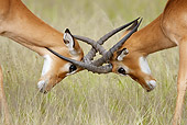 AFW 02 MC0002 01
Head Shot Of Two Impala Males Fighting On Savanna Kenya