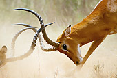 AFW 02 MC0003 01
Close-Up Of Impala Males Fighting On Savanna Kenya