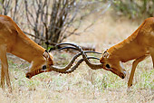AFW 02 MC0004 01
Close-Up Of Impala Males Fighting On Savanna Kenya