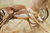 AFW 02 MC0005 01
Close-Up Of Impala Males Fighting On Savanna Kenya