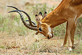 AFW 02 MC0006 01
Close-Up Of Impala Males Fighting On Savanna Kenya