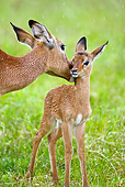 AFW 02 MC0007 01
Impala Mother Grooming Baby In Rain Kenya